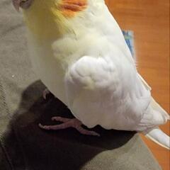 オカメインコ探しています！ − 埼玉県