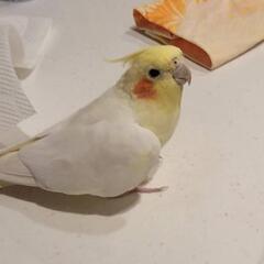 オカメインコ探しています！ - 手伝って/助けて