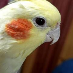 オカメインコ探しています！ - 狭山市