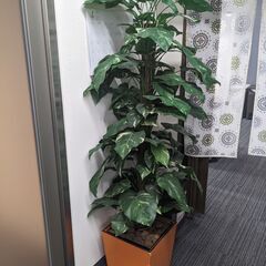 観葉植物の造花