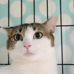 グリーンアイの美猫さん