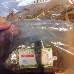 ハリネズミ飼育セット