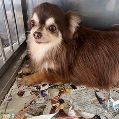 引退犬　お問い合わせストップします。