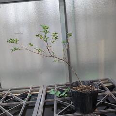 ナツハゼ　植木　苗木　ガーデニング