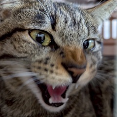 キジ猫元気くん