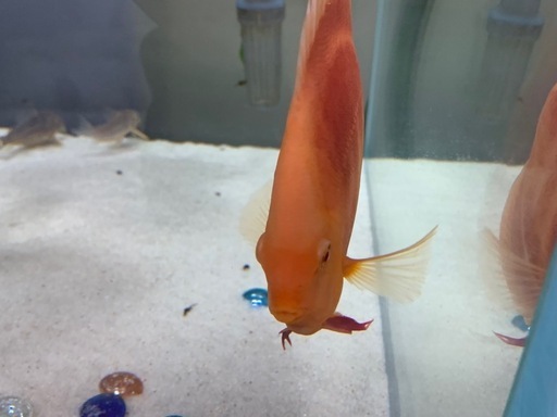 ディスカス
