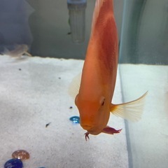 ディスカス
の画像