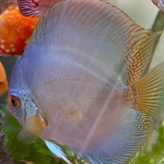 ディスカス