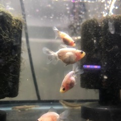 決まりました‼️引き取り限定‼️東海錦 稚魚の画像