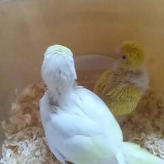 セキセイインコ　4/15 クリーム系
