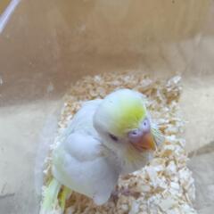 セキセイインコ　4/15 クリーム系 - 地元のお店