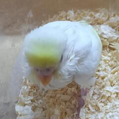 セキセイインコ　4/15 クリーム系 - 春日部市
