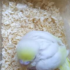 セキセイインコ　4/15 クリーム系 - ペット