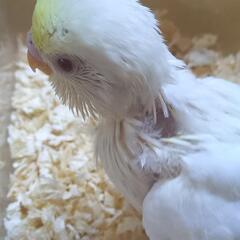 セキセイインコ　4/15 クリーム系 − 埼玉県