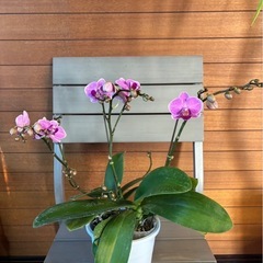 観葉植物 胡蝶蘭②お取引中