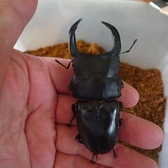 能勢産YG系オオクワガタ♂83.5㎜　♀53.9㎜　R6生　成虫...
