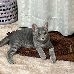 サバトラ雌🐈‍⬛2歳 - 名護市
