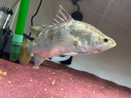 オーストラリアンバラマンディ シーパーチ 熱帯魚 大型魚