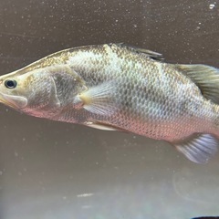 オーストラリアンバラマンディ シーパーチ 熱帯魚 大型魚