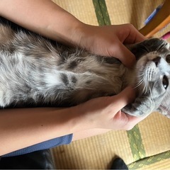 サバトラ雌🐈‍⬛2歳 - 猫