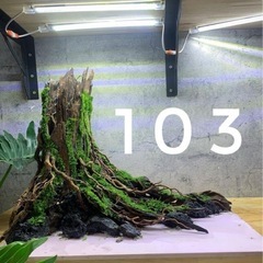 大木　水槽レイアウト（大木レイアウトのみ水槽は付いてきません）の画像