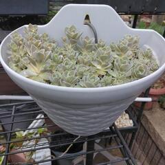 〔植物断捨離中〕子持ち蓮華　引っ掛け鉢ごと。の画像