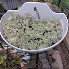 〔植物断捨離中〕子持ち蓮華　引っ掛け鉢ごと。の画像