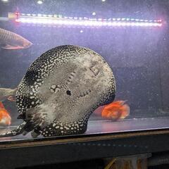 夏休み特価‼️即戦力某有名血統ダイヤモンドポルカ40cm前後の画像