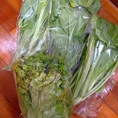 B品   葉野菜セット！！   ※残り5セット程！
