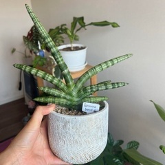 サンセベリアボンセル　(鉢ごと)