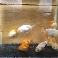 金魚