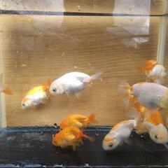 決定しました 金魚の画像