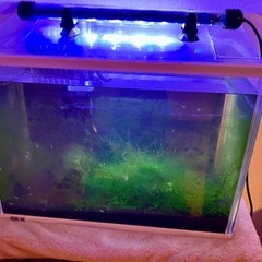 【買手決定済み】