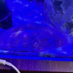 クサビライシの画像