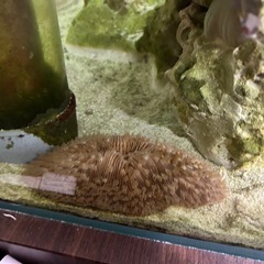 クサビライシ