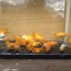 金魚
