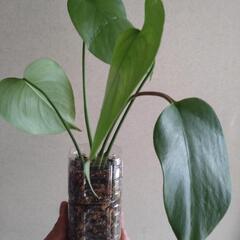 決定しました『観葉植物』モンステラ　No.2の画像
