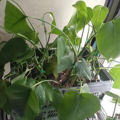 決定しました『観葉植物』モンステラ　No.2の画像