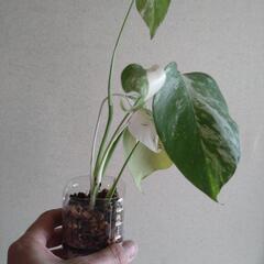 決定しました『観葉植物』モンステラ　No.2の画像