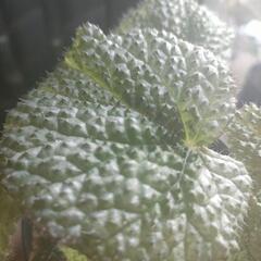 インテリア　観葉植物　ベゴニア　マソニニアナ　4号の画像