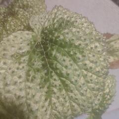 インテリア　観葉植物　ベゴニア　マソニニアナ　4号の画像