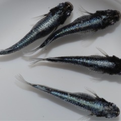 🐟ブルーマレ🐟1匹