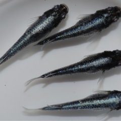 🐟ブルーマレ🐟1匹の画像