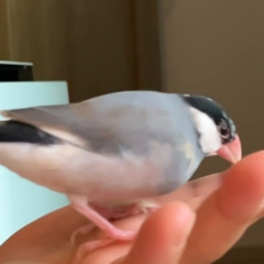 文鳥を探しています