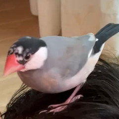 文鳥を探しています - 島尻郡