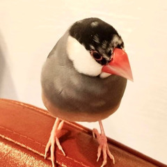 文鳥を探しています - その他