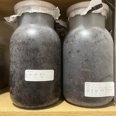 国産カブトムシ幼虫