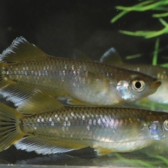 🐟フロマージュ🐟　1匹