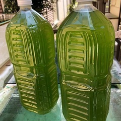💟グリーン水❇️メダカ飼育に⒉ℓ×⒉本4,000ml...No.557の画像