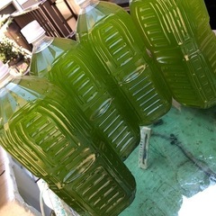 💟グリーン水❇️メダカ飼育に⒉ℓ×⒉本4,000ml...No.557の画像